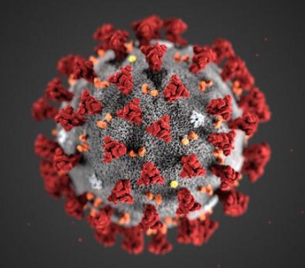 bentuk virus corona