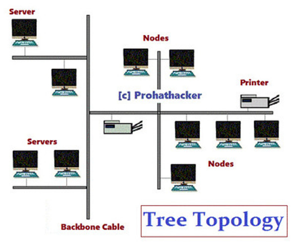 Topologi Jaringan Tree