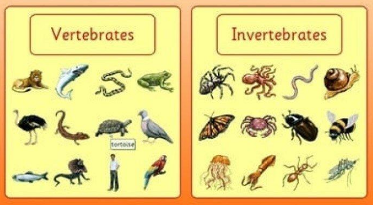 hewan vertebrata dan avertebrata kelas 5 sd